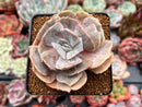 Echeveria 'Lilacina' Mutated 2" Succulent Plant