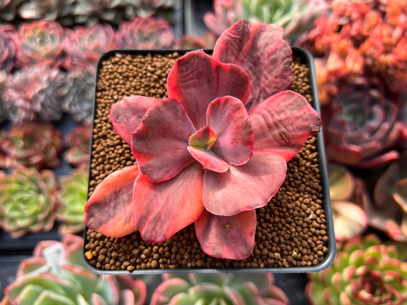 variegated succulent with red flower Echeveria 'Red Phoenix' Variegated 2"-3" Succulent Plant – True Succulents  Plant Co