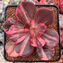 Echeveria 'Primadonna' Variegated 3" Succulent Plant