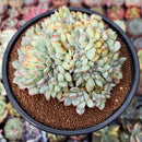 Echeveria 'Brave' Crested 4" Succulent Plant