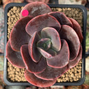 Echeveria 'Blue Metal' Non-Variegated 3" Succulent Plant