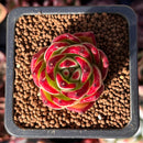 Echeveria Agavoides 'Jelly Cassiopeia' 1" Succulent Plant