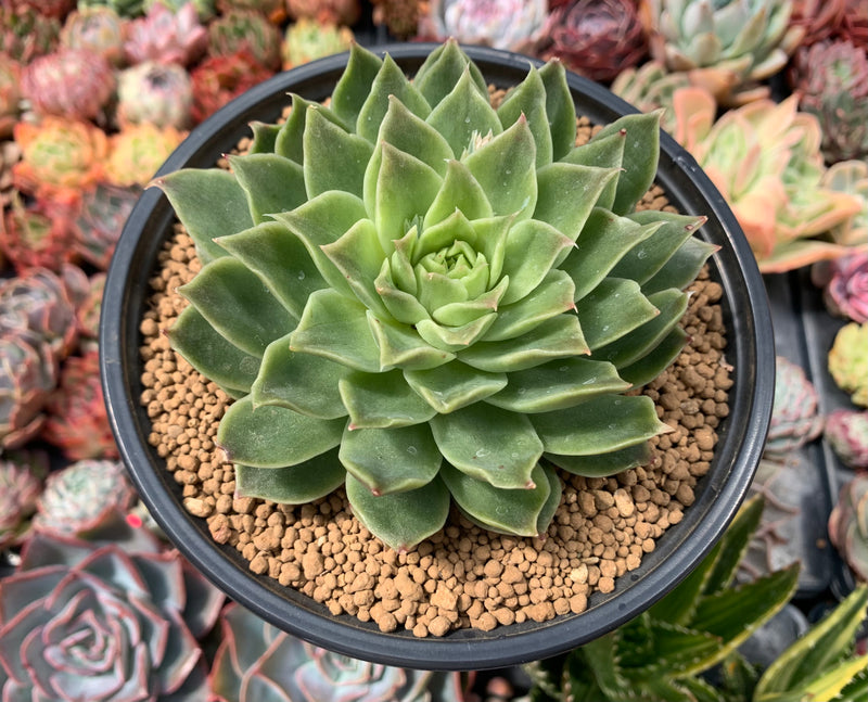 Echeveria Agavoides 'Francesca' Variegated 5" One of a Kind Succulent Plant