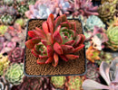 Echeveria Agavoides 'Salu' 3" Cluster Succulent Plant