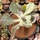 Pachyveria 'Jocelyns Joy' Variegated 3" Succulent Plant