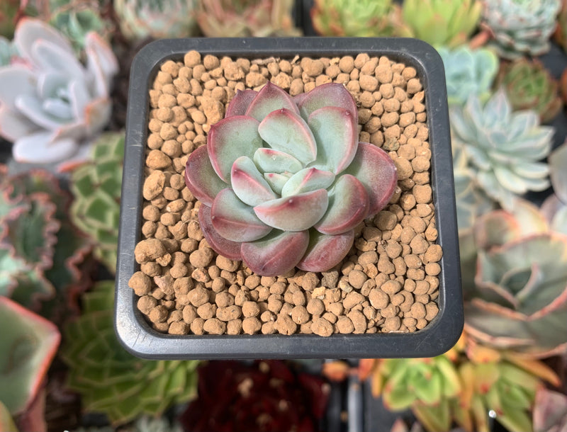 Echeveria 'Chubby Lips' 1