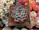 Echeveria 'Subalpina' Hybrid 2" Succulent Plant