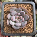 Echeveria 'Honky' 1" New Hybrid Succulent Plant