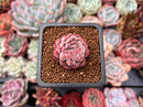 Echeveria 'Charming' 1"-2" Succulent Plant