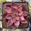 Echeveria Agavoides 'Luming' 3"-4" Succulent Plant