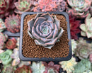 Echeveria 'Sunset' 1" Succulent Plant