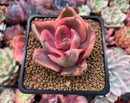 Echeveria 'Golden State' Variegated 2" Succulent Plant
