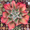 Echeveria 'Orange Subrigida' 8"-10" Large Succulent Plant