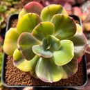 Echeveria 'Blue Metal' Variegated 4" Succulent Plant