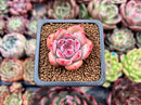 Echeveria 'Collavin' 1" Succulent Plant