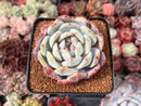 Echeveria 'Orange Monroe' 3" Succulent Plant