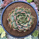 Echeveria Agavoides 'Nubeoleon' 3"-4" Succulent Plant