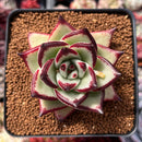 Echeveria Agavoides 'Ebony' Hybrid 2"-3" Succulent Plant