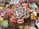 Echeveria 'Bambino' Hybrid 2"-3" Succulent Plant