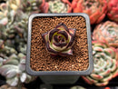 Echeveria Agavoides 'Black Ebony' 1" *Cutting* Succulent Plant
