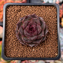 Echeveria 'La Rose' 1" Succulent Plant