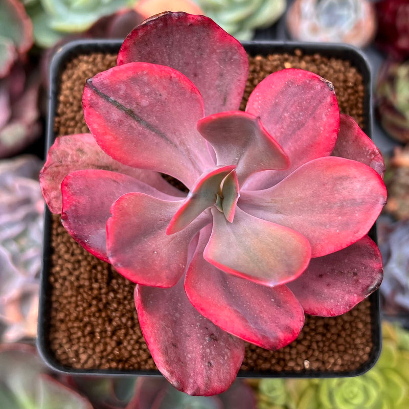angel wings succulent plant Echeveria 'Angel Wings' Variegated 3" Succulent Plant – True Succulents Plant Co