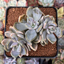 Pachyveria 'Pachyphytoides' Variegated 3" Succulent Plant