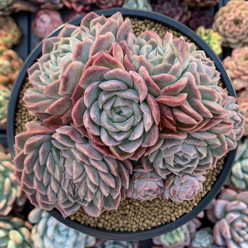 primrue succulent Echeveria 'Primera' Crested 5" Large Succulent Plant – True Succulents Plant Co