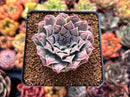 Echeveria 'Hearts Choice' 2" Succulent Plant