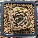 Echeveria Agavoides sp. 1" Succulent Plant