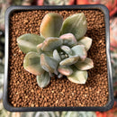 Pachyveria 'Pachyphytoides' Variegated 2" Succulent Plant