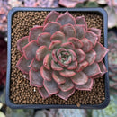 Echeveria 'Deneve' 2" Succulent Plant
