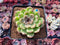 Echeveria Agavoides 'Amethyst' 2"-3" Succulent Plant