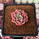 Echeveria 'Blood Spirit' 1" Succulent Plant