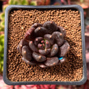 Echeveria 'Blackbird' 1" Succulent Plant