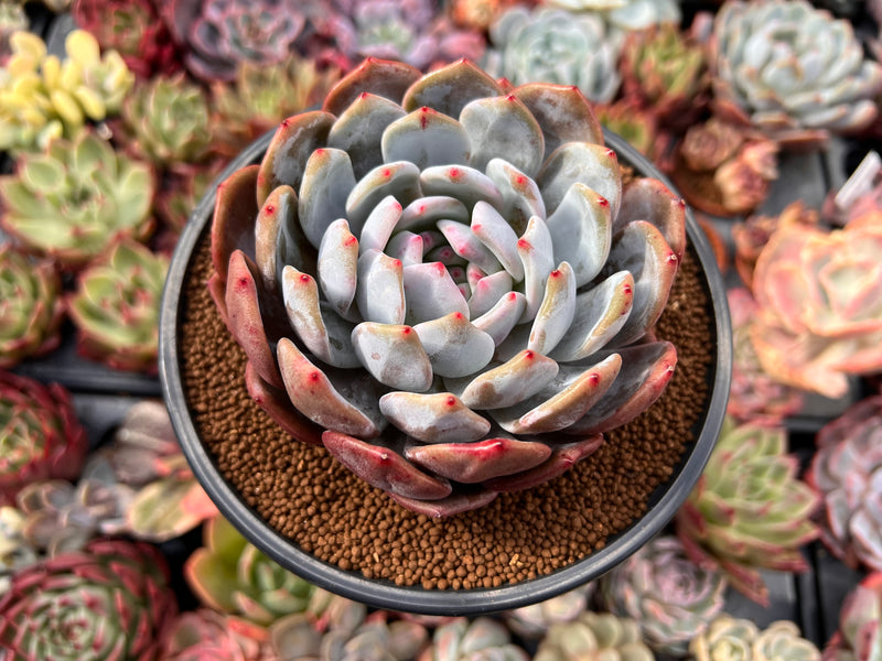 succulent leshy Echeveria 'Laui x Lindsayana' Large 4"-5" Succulent Plant – True Succulents Plant Co