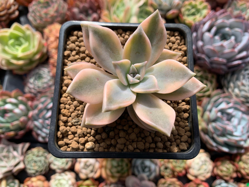 paraguayense succulent Graptopetalum 'Paraguayense' Variegated 2