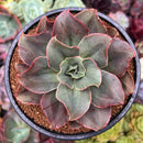 Echeveria 'Minigosaong' Non-Variegated 3"-4" Succulent Plant