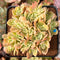 Echeveria 'Pastel' Crested 3" Succulent Plant