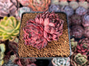 Echeveria 'Nomad' 2" Cluster Succulent Plant