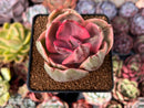 Echeveria 'Golden State' Variegated 2" Cutting Succulent Plant