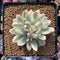Echeveria 'Mebina' Variegated 2"-3" Succulent Plant