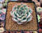 Echeveria 'Amabile' 2"-3" Succulent Plant