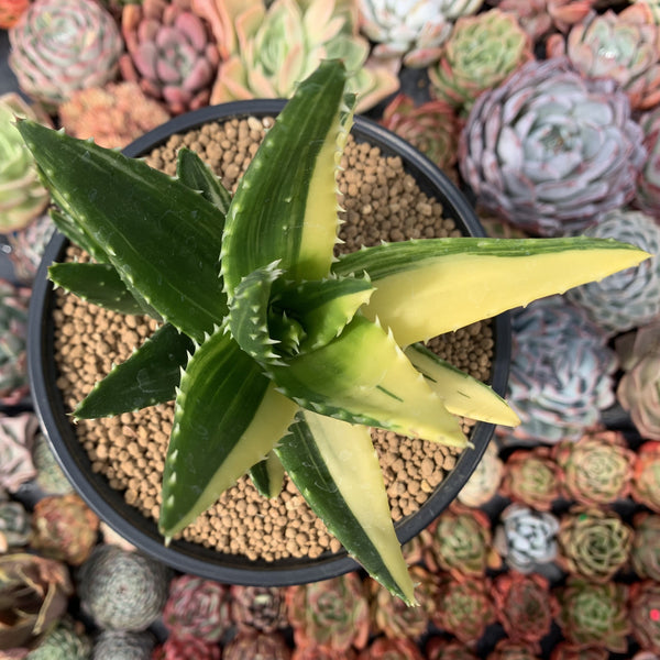 Aloe 'Nobilis' Variegated 4" Large Succulent Plant