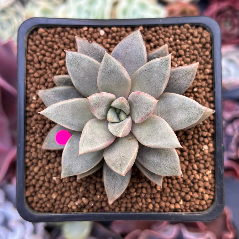 Echeveria 'Sunshine' 2" Succulent Plant  True Succulents Plant Co.