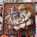 Echeveria 'McTory' 2" Succulent Plant