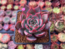 Echeveria 'Bouquet' 2" Succulent Plant