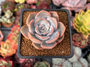 Echeveria 'Winter Flower' 1" Succulent Plant