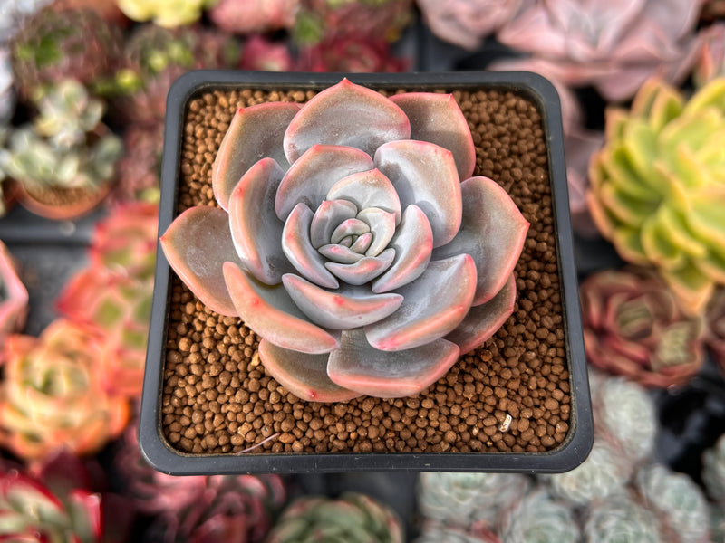 Echeveria 'Winter Flower' 1