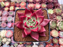 Echeveria Agavoides 'Jessie' 3" Succulent Plant